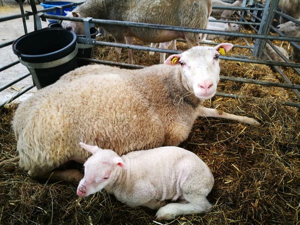 Schaf mit Lamm im Stall der Schäferei Emstal in Lathen
