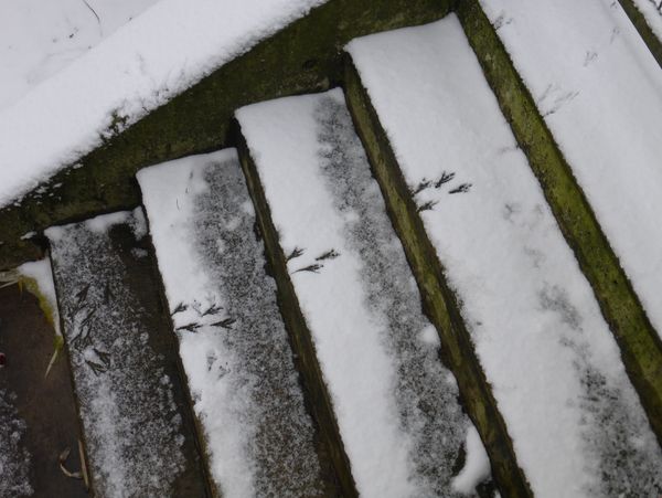 Vogelspuren im Schnee