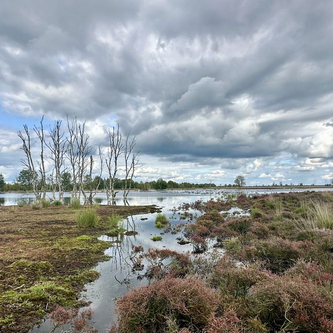 Hochmoorgebiet Bargerveen im Naturpark Bourtanger Moor - Veenland