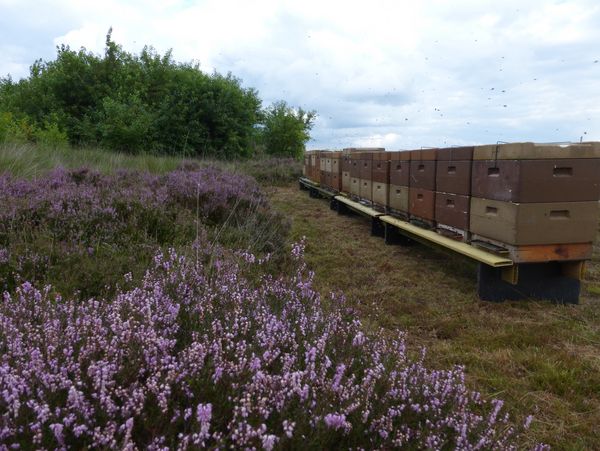 Bienenstand in der Tinner Dose